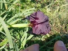 Iris atropurpurea, photograph (c) yelena_antipova, some rights reserved (CC BY)