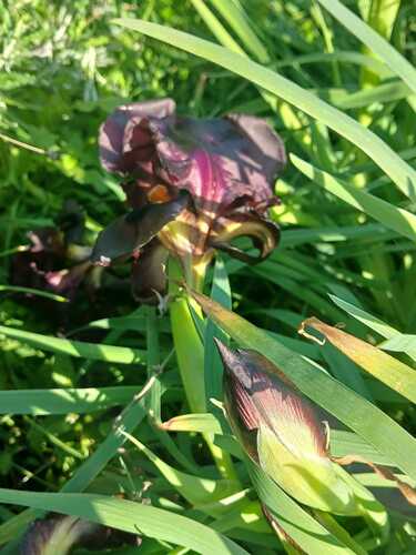 Iris atropurpurea, photograph 5