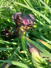 Iris atropurpurea, photograph (c) yelena_antipova, some rights reserved (CC BY)