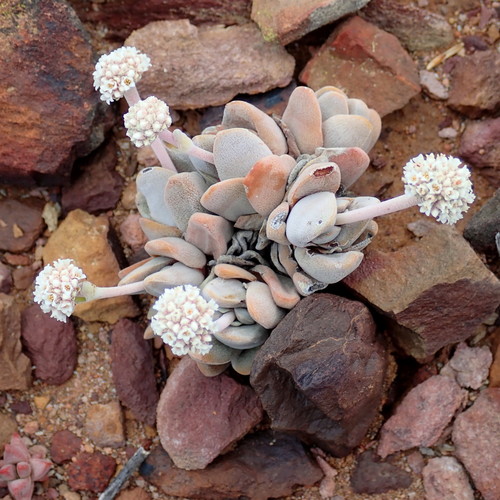 Crassula tecta Thunb.