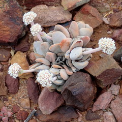 Crassula tecta