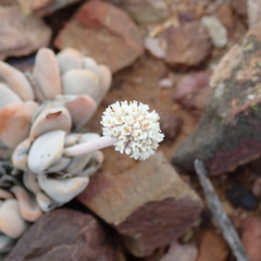 Crassula tecta