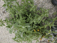 Cryptantha barbigera