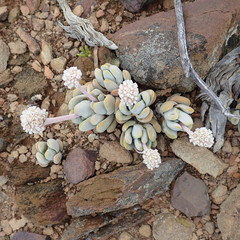 Crassula tecta