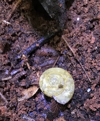 Archecharax glaeserius