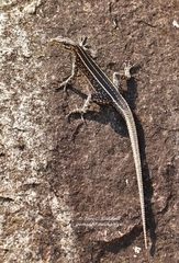 Platysaurus intermedius rhodesianus