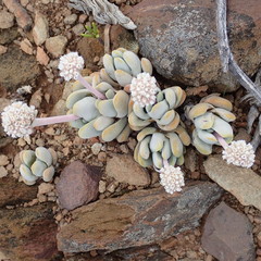 Crassula tecta