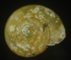 Archecharax glaeserius