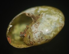 Archecharax glaeserius