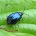 Alder Leaf Beetle - Photo (c) fabelfroh, some rights reserved (CC BY-NC-SA)