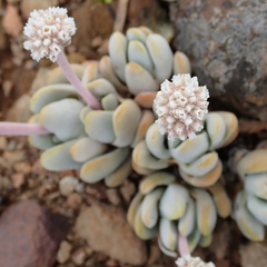 Crassula tecta