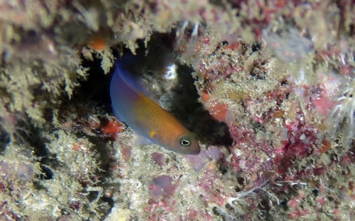 Pseudochromis andamanensis observed 2024-01-23