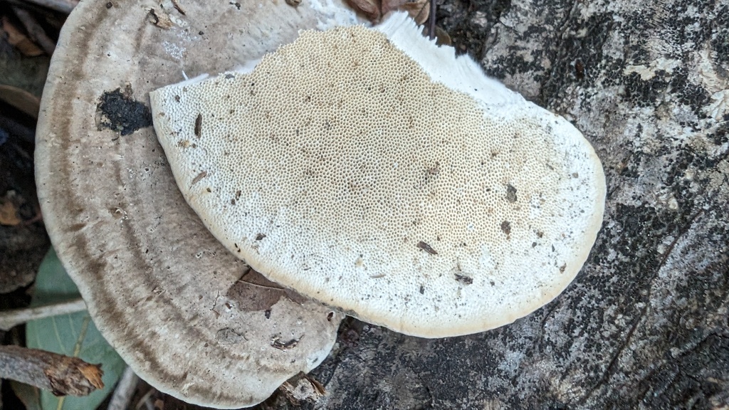 Trametes orientalis · February 2024 · photo: © atsushi_nakajima_cirque (iNaturalist, cc-by)