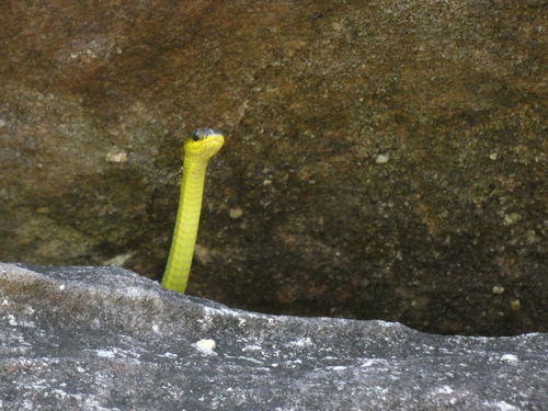 Common Tree Snake sighting