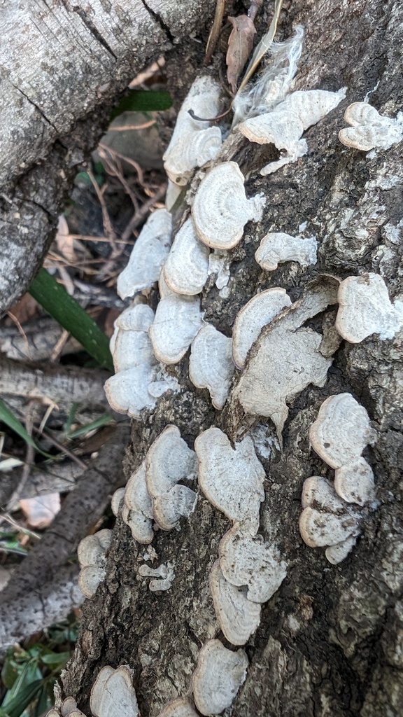 Trichaptum biforme · February 2024 · photo: © atsushi_nakajima_cirque (iNaturalist, cc-by)