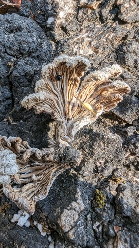 Schizophyllum commune