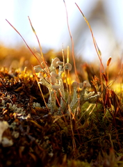Cladonia botrytes