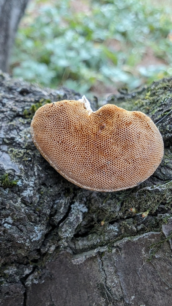Truncospora ochroleuca · January 2024 · photo: © atsushi_nakajima_cirque (iNaturalist, cc-by)