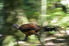 Albert's Lyrebird photo 5