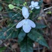 Pseuderanthemum album - Photo (c) Aditya Gadkari, some rights reserved (CC BY-NC), uploaded by Aditya Gadkari