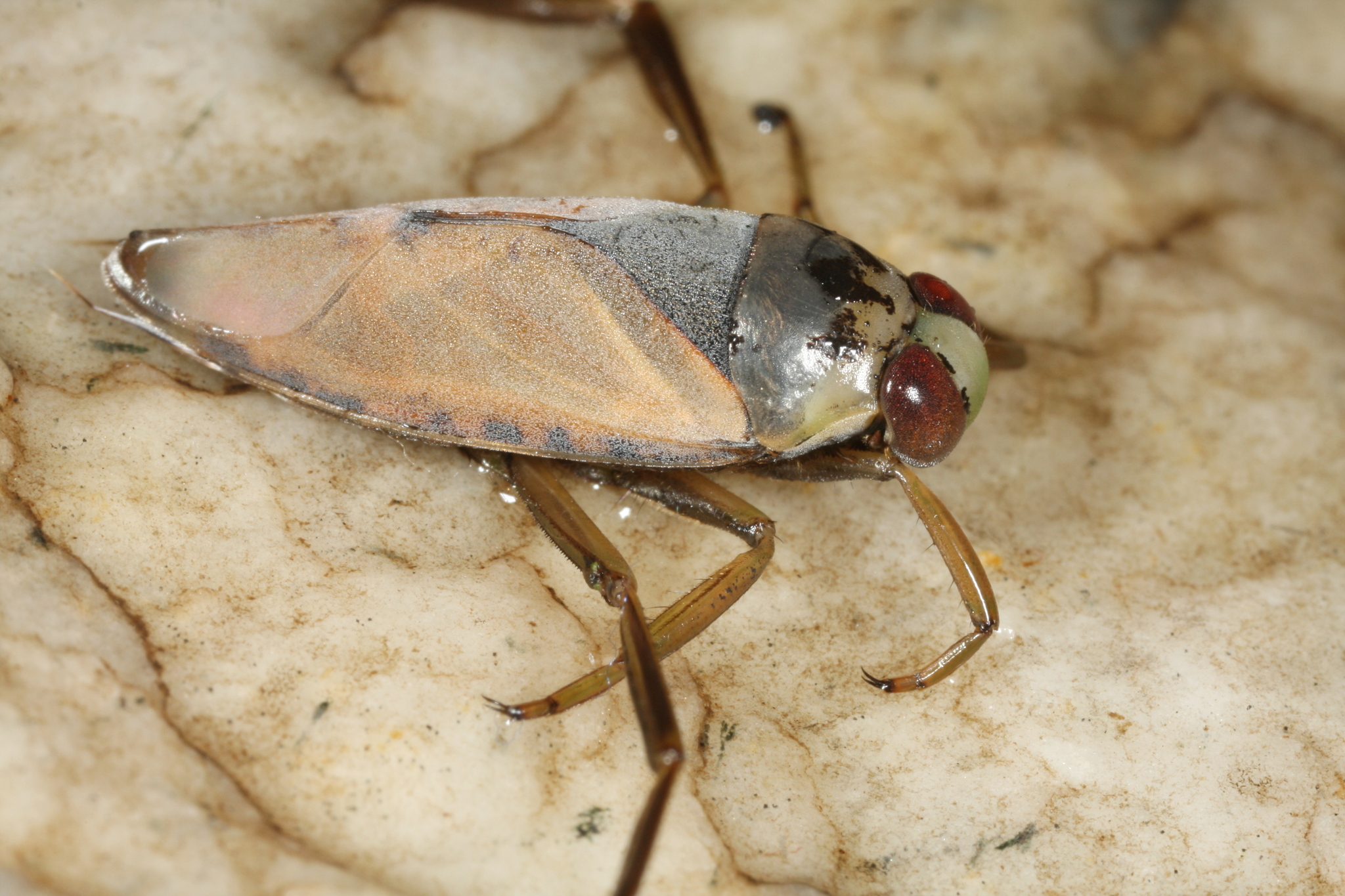 Nadador de espalda Notonecta glauca iNaturalist Ecuador