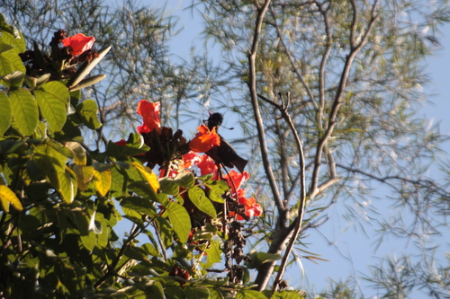 Black Bulbul (Hypsipetes leucocephalus), photo 8