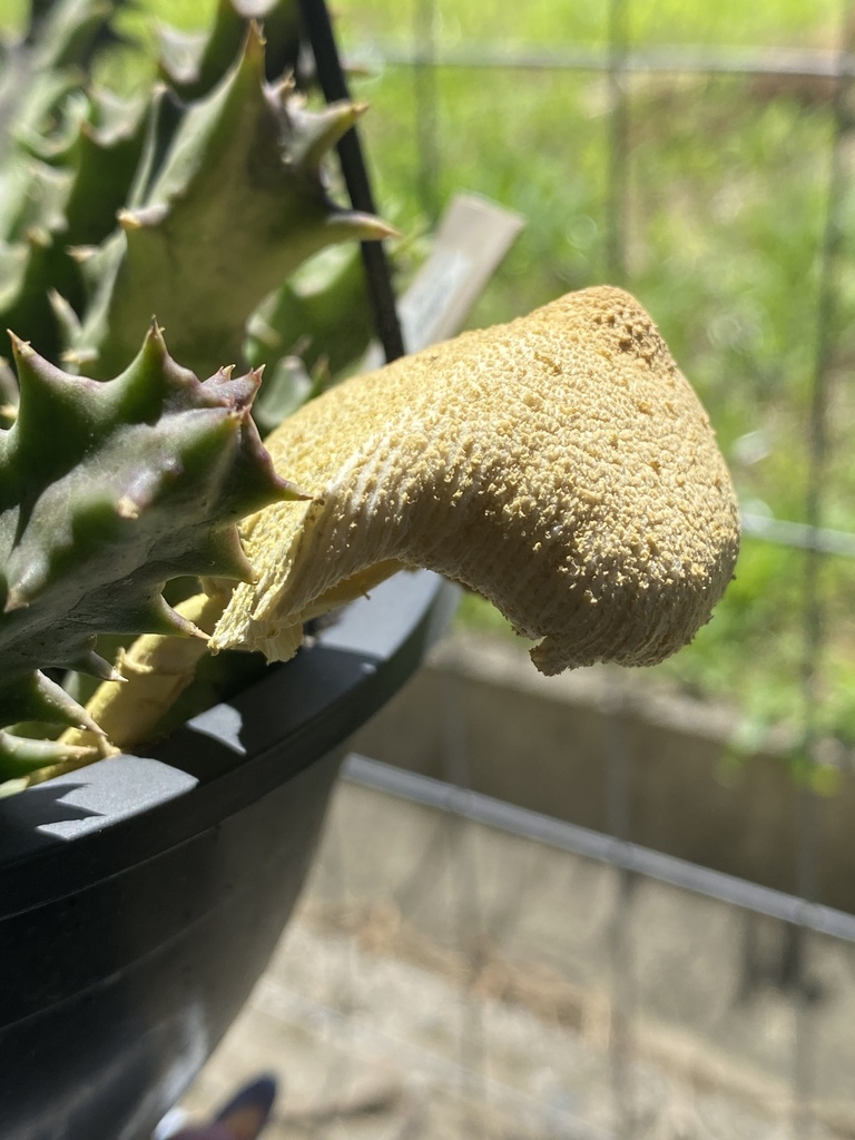 Leucocoprinus birnbaumii