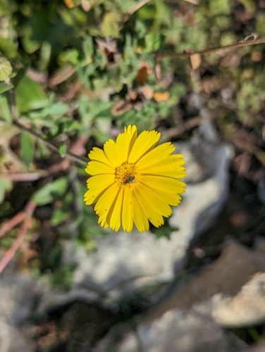 Image of Calendula suffruticosa by (c) Elias, some rights reserved (CC BY)