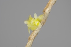 Dendrobium aloifolium