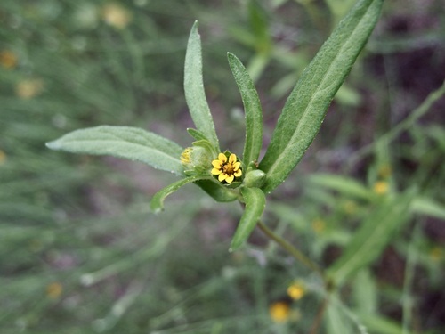 Image of shaggy blackfoot daisy by (c) Sue Carnahan, some rights reserved (CC BY)