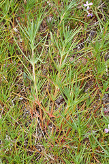 Salsola soda