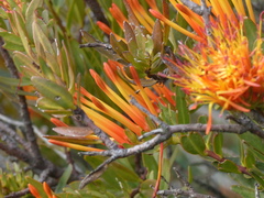 Tristerix longibracteatus