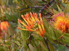 Tristerix longibracteatus
