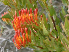 Tristerix longibracteatus