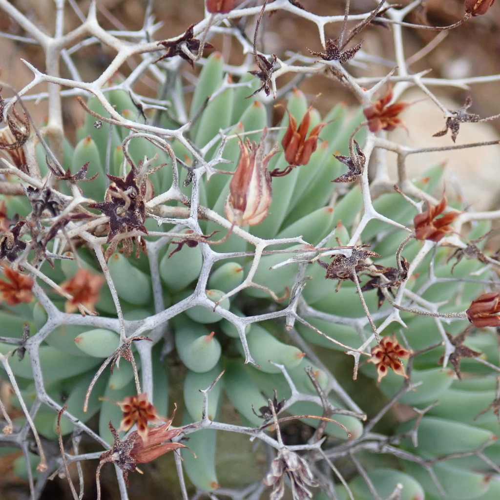 Thorny Butterbush