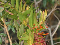 Tristerix longibracteatus