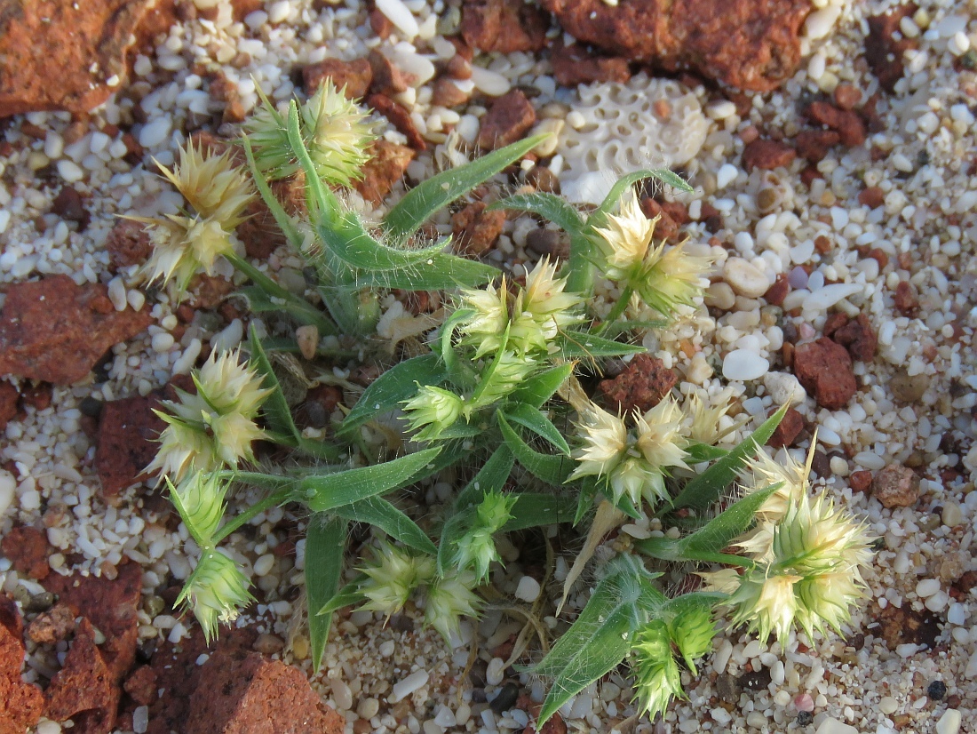 Dactyloctenium aristatum