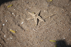 Astropecten indicus