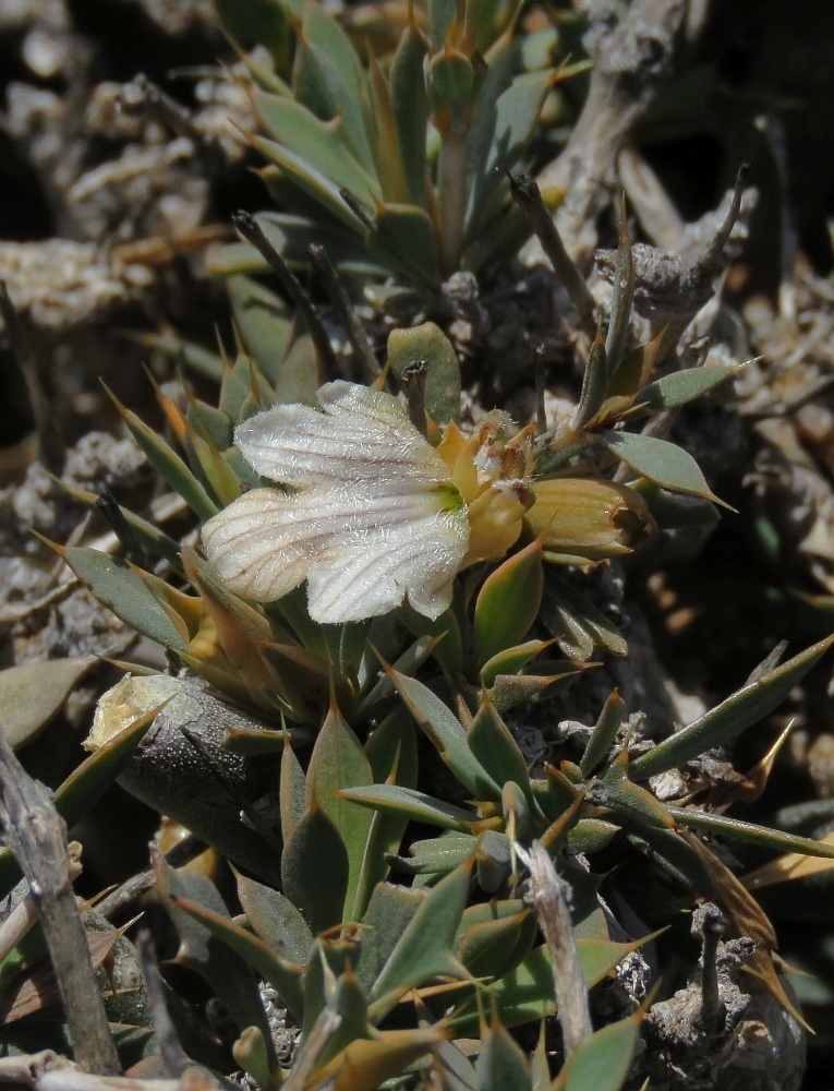 Blepharis spiculifolia