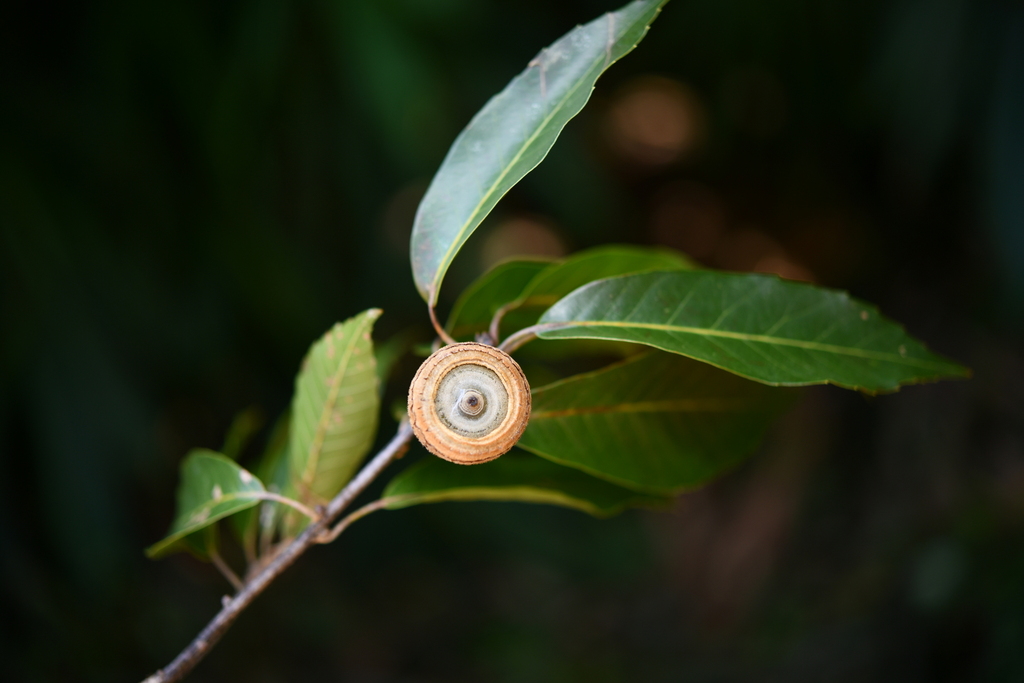 Quercus thorelii (Quercus thorelii)