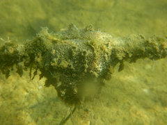 Polyclinum marsupiale