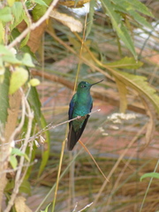 Pterophanes cyanopterus