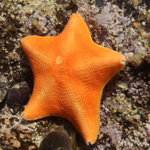 New Zealand Common Cushion Star, photo 5 of 9