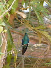 Pterophanes cyanopterus