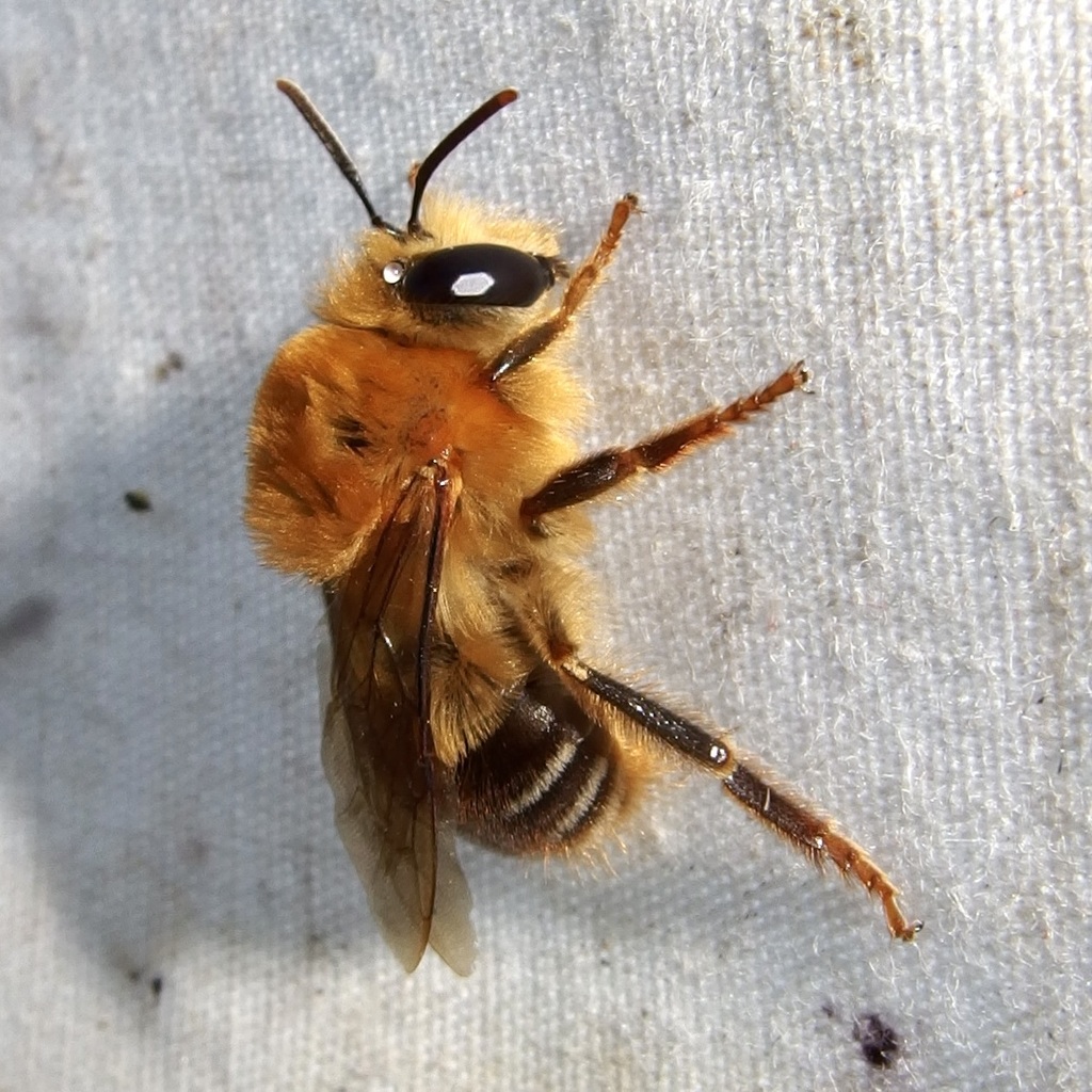 Zikanapis elegans