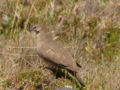 Metriopelia melanoptera