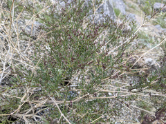 Fagonia laevis