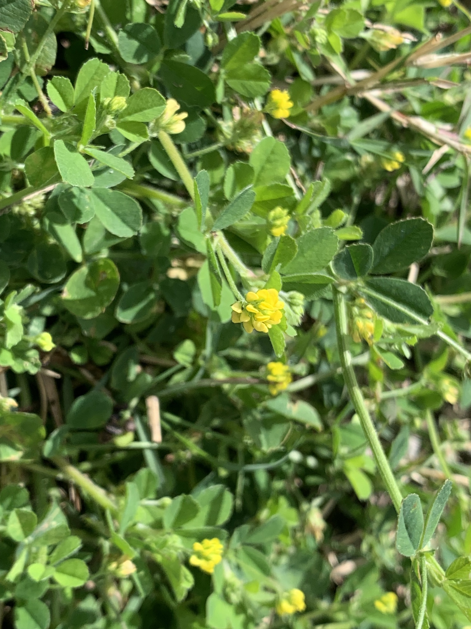 Medicago lupulina