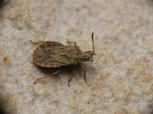 Breckland Leatherbug