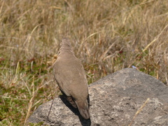 Metriopelia melanoptera